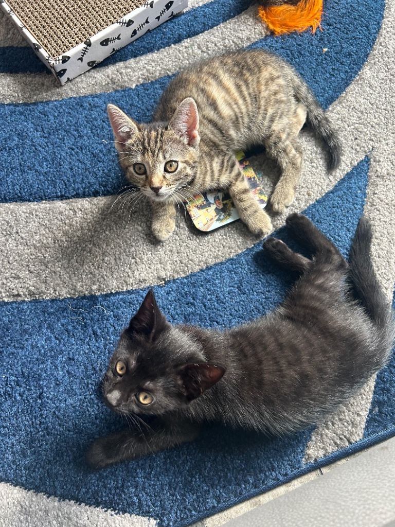 British Short Hair kittens 