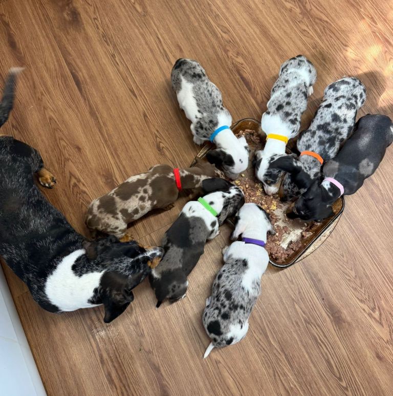 Beautiful miniature Dachshund Girl Puppies 