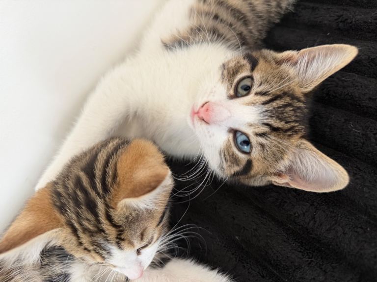 Beautiful Odd-Eyed Tabby Kitten 🐾