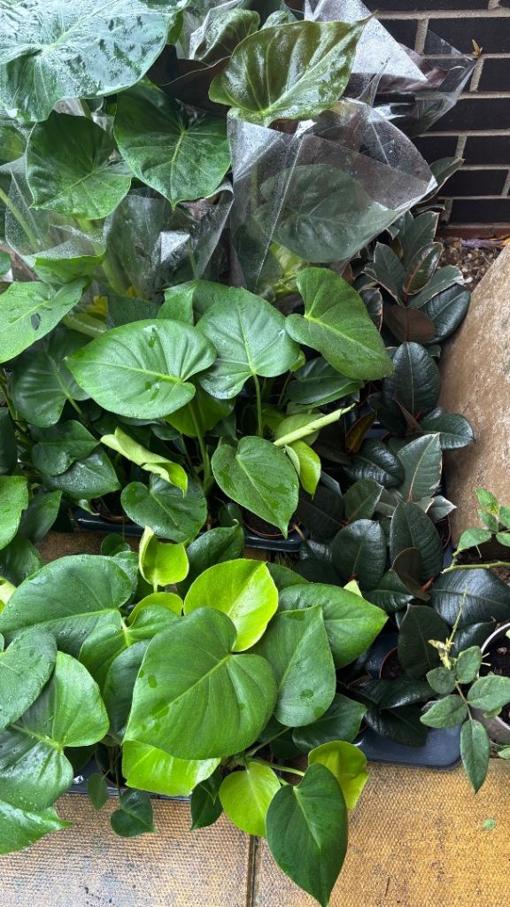 Various House Plants and Garden Plants – New