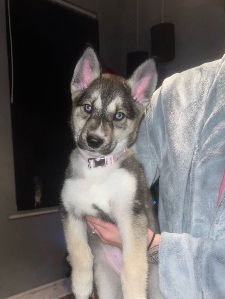 Husky Siberian puppy 