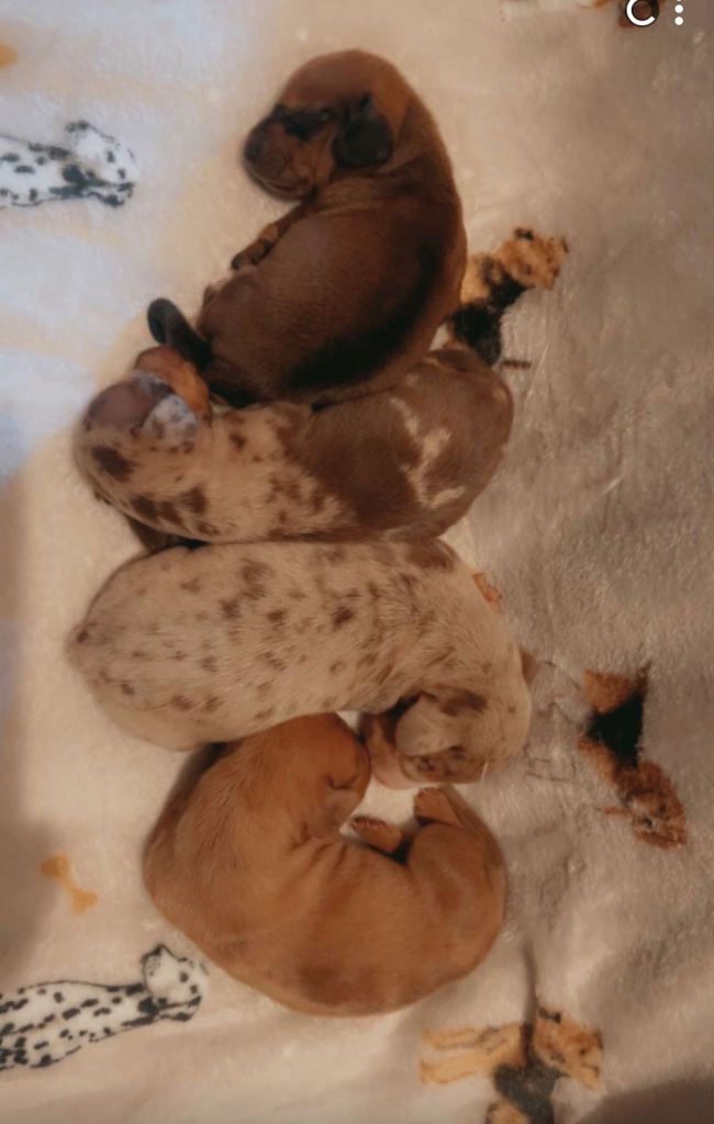 Dachshund puppies