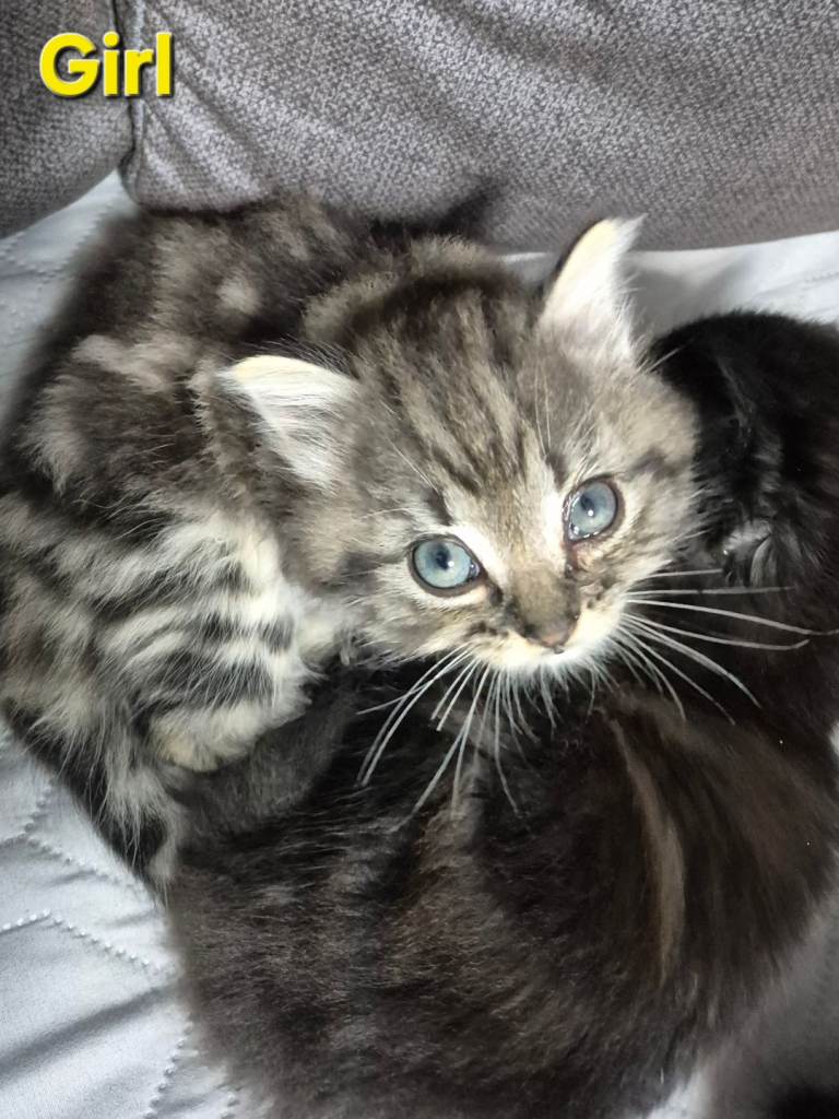 Fluffy kittens 