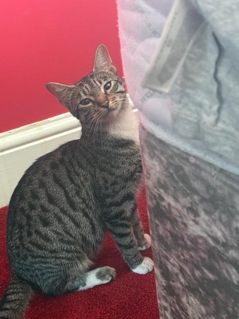Stunning female tabby cat