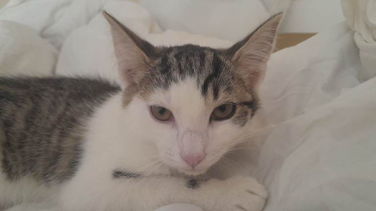 Kitten for sale