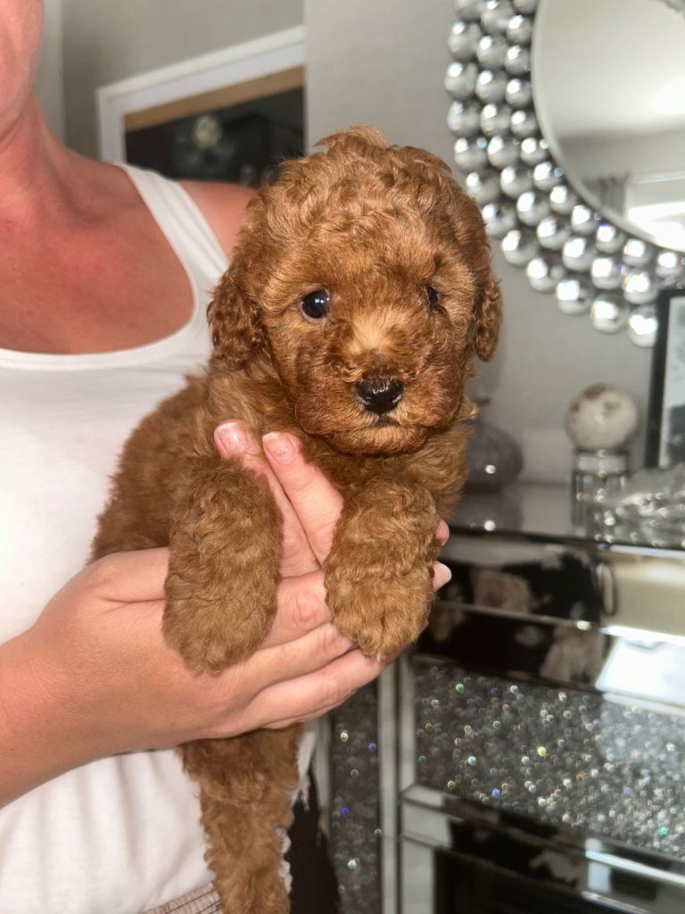 toys poodle 1 boy