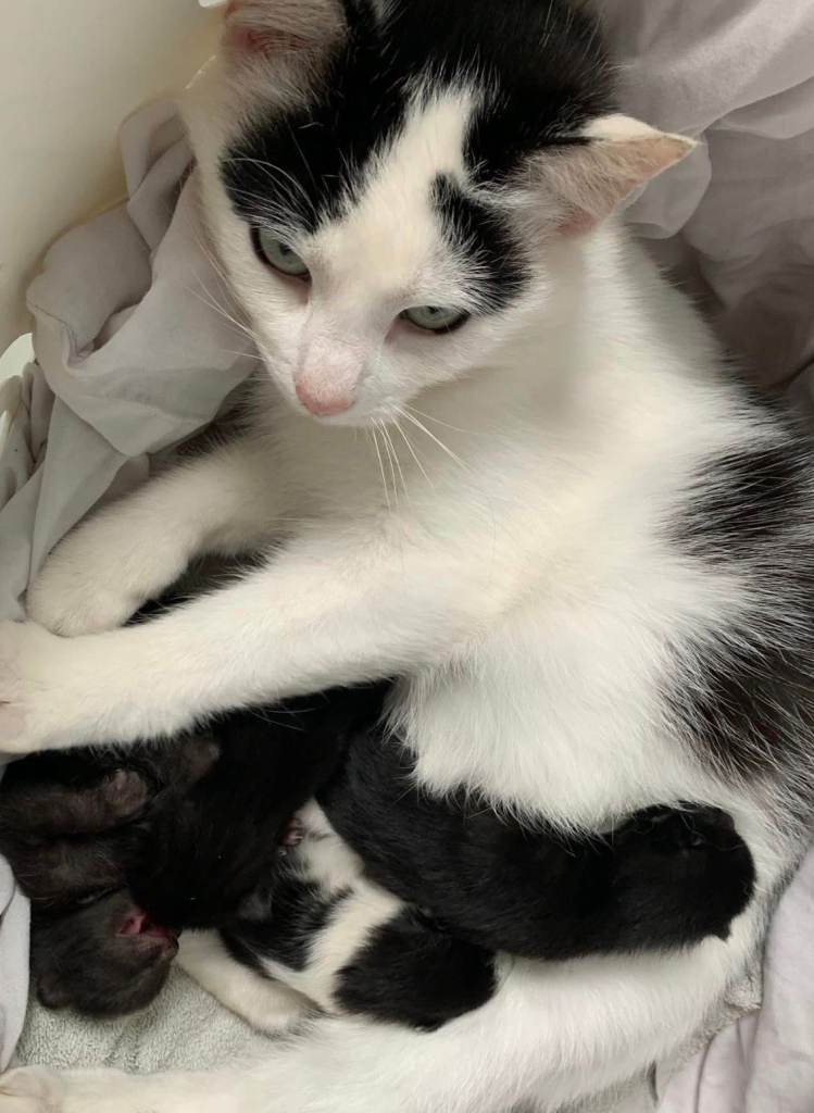 3 X Black Outdoor Kittens 