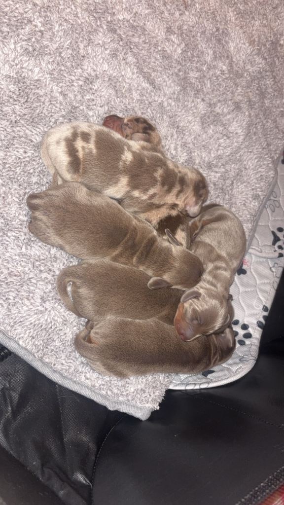 STUNNING KC REGISTERED MINIATURE DACSHUNDS 