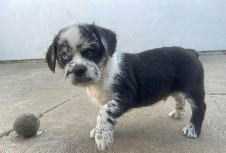 American bulldog mix