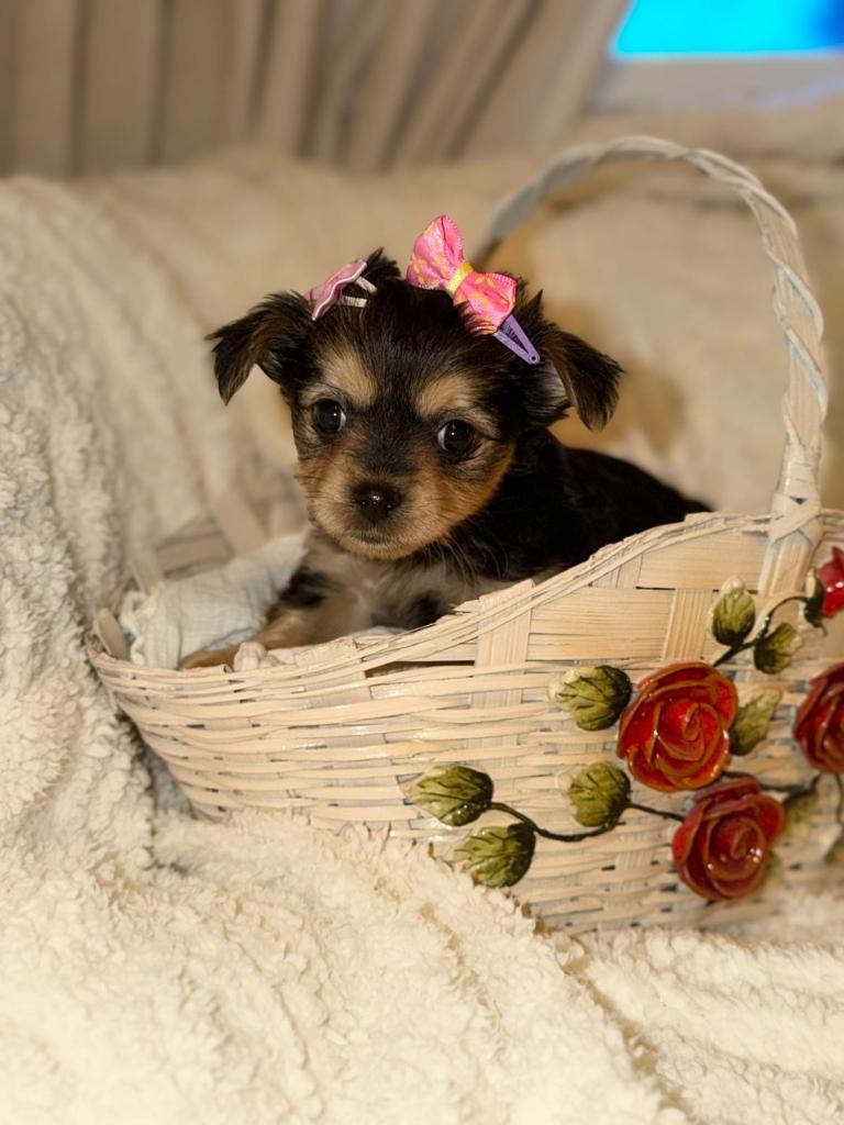 Pure Yorkshire terrier puppies 