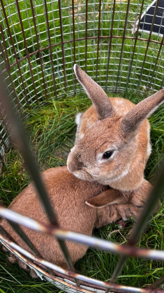 x2 Dutch Rabbits 