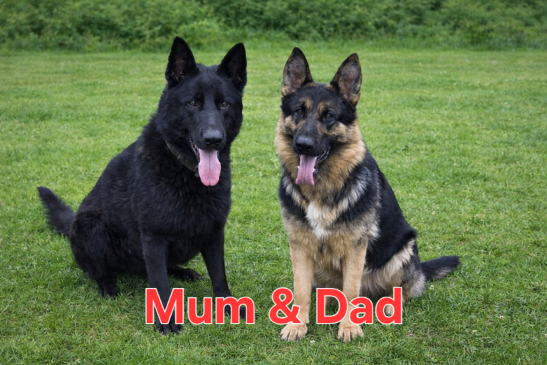 German Shepherd puppies