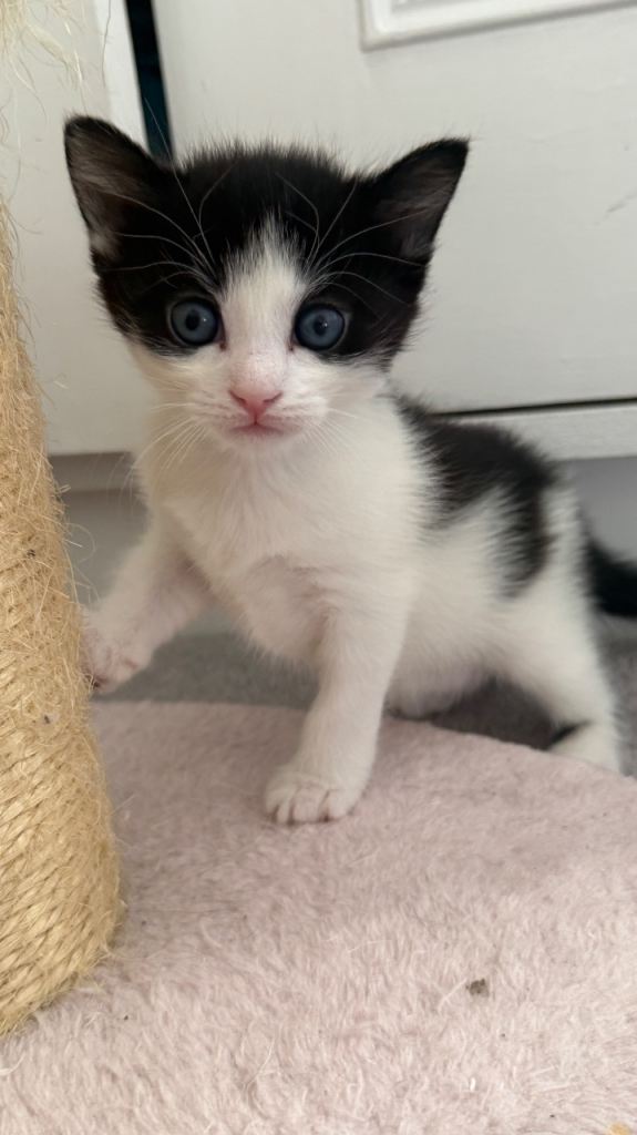 Make kitten looking for loving home 