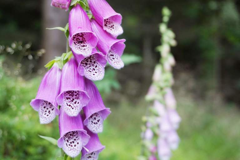 image for Wild Foxglove Seed