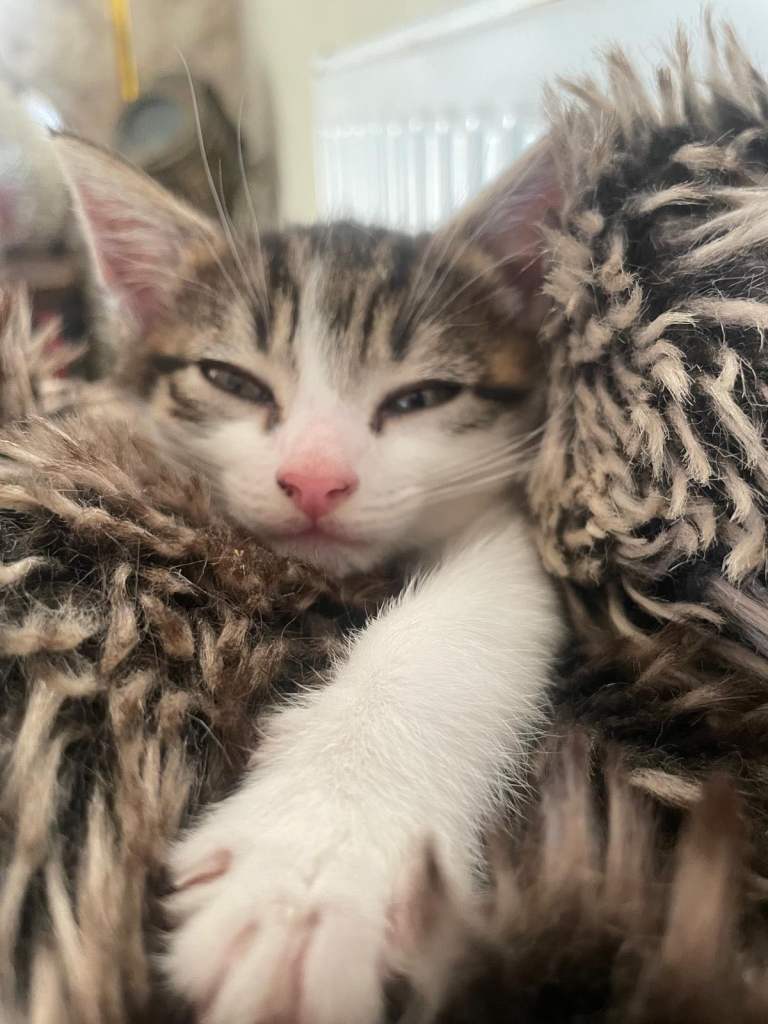 Kitten for sale