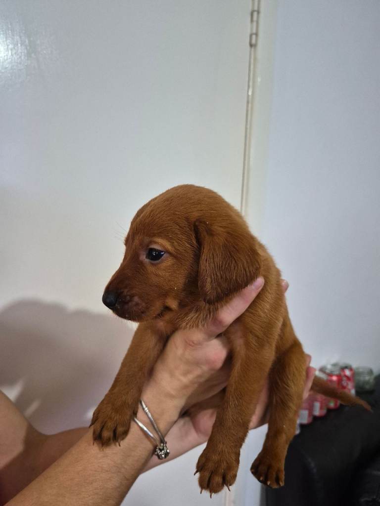 STUNNING DARK FOX RED LABRADOR RETRIEVER PUPS