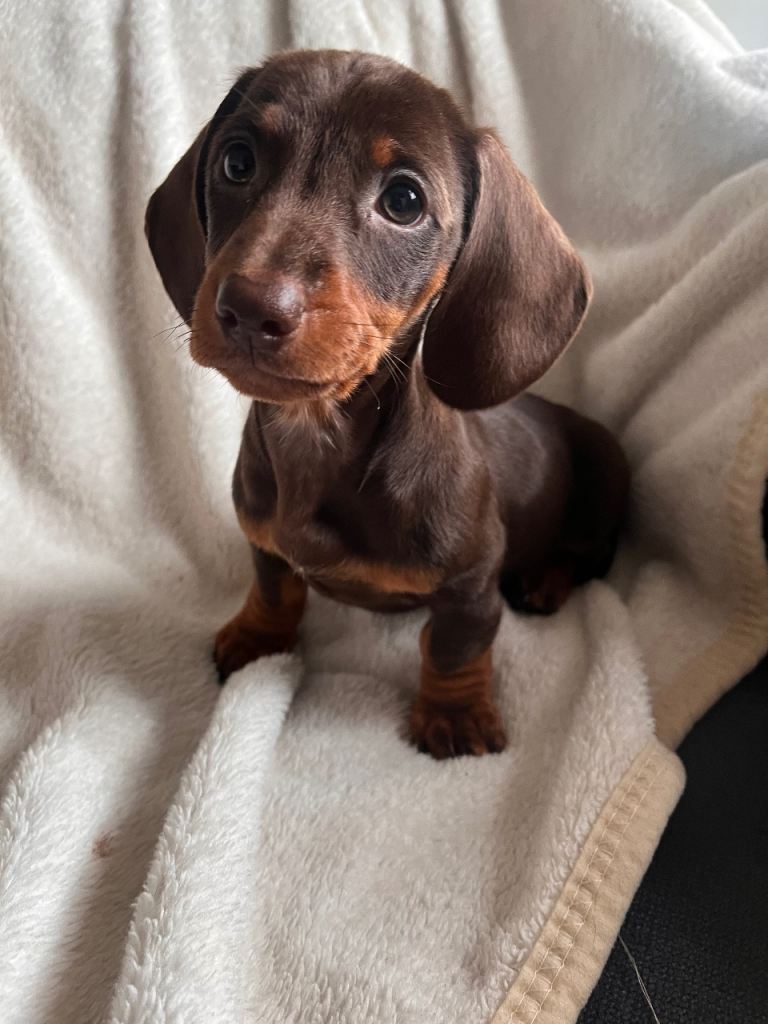 2 Boys Left !!! Chocolate & Tan Mini Dachshunds 