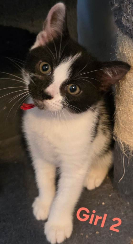 Beautiful kittens for sale looking for forever loving homes 