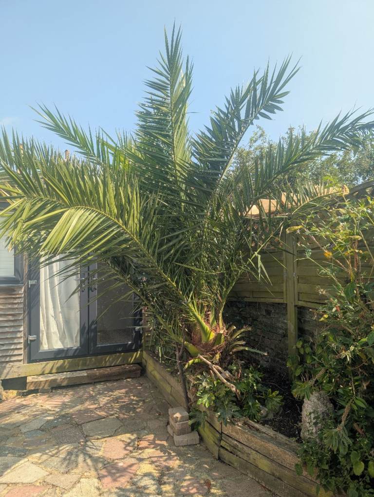 Healthy Large Palm Tree – Established Garden Plant