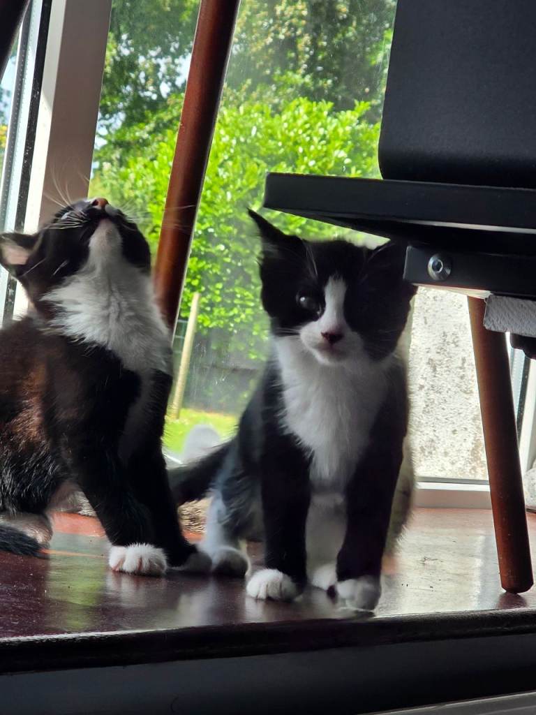 2 black and white kittens