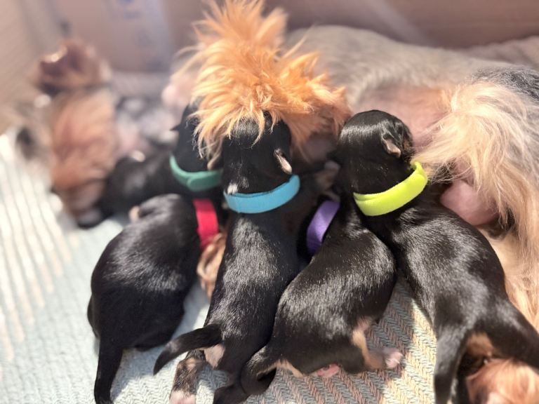 Luxury Tiny Biewer ✨ 1 girl & 1 boy left ❤️❤️