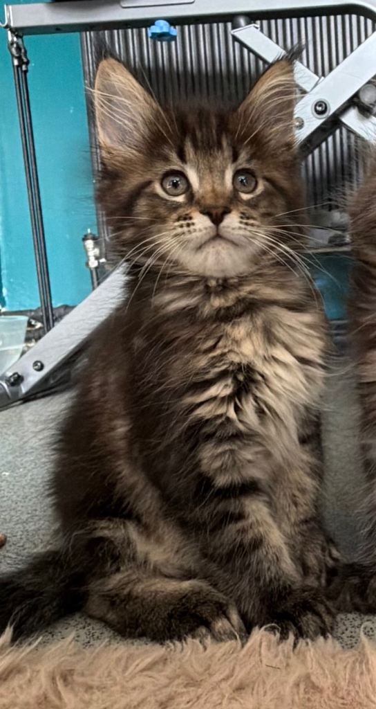 Gorgeous female full Maine Coon kitten *reduced for quick sale*