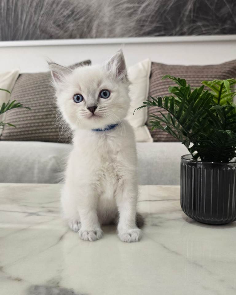 🤍 Pure Ragdoll Blue Point & Lynx Kittens Available