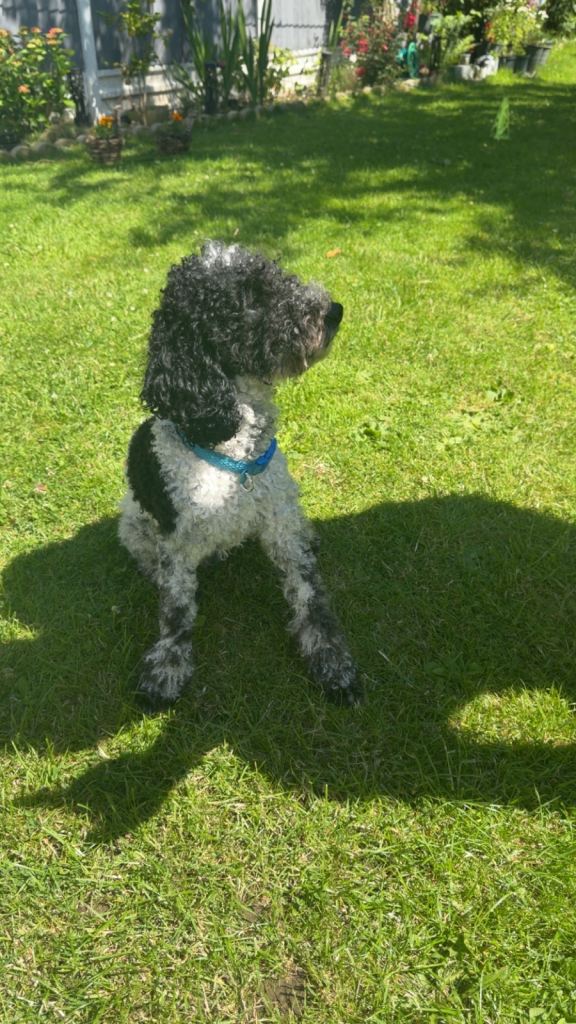 poodle 