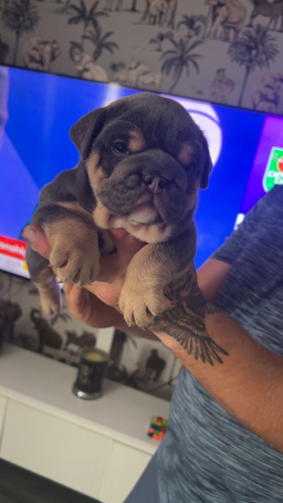 Stunning puppy’s 