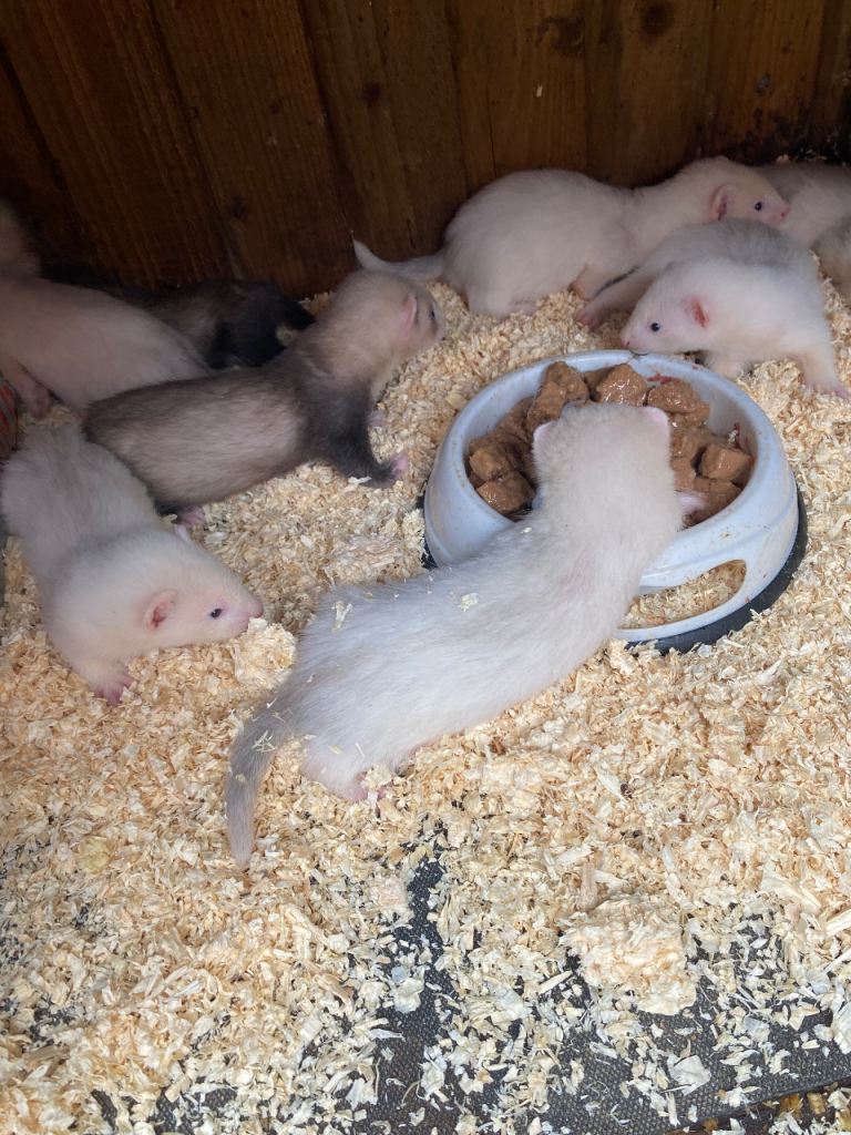 Baby feretts