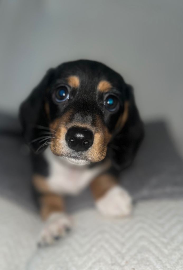 (Kc Reg)Beautiful (cream carrier)boy minature dachshund 