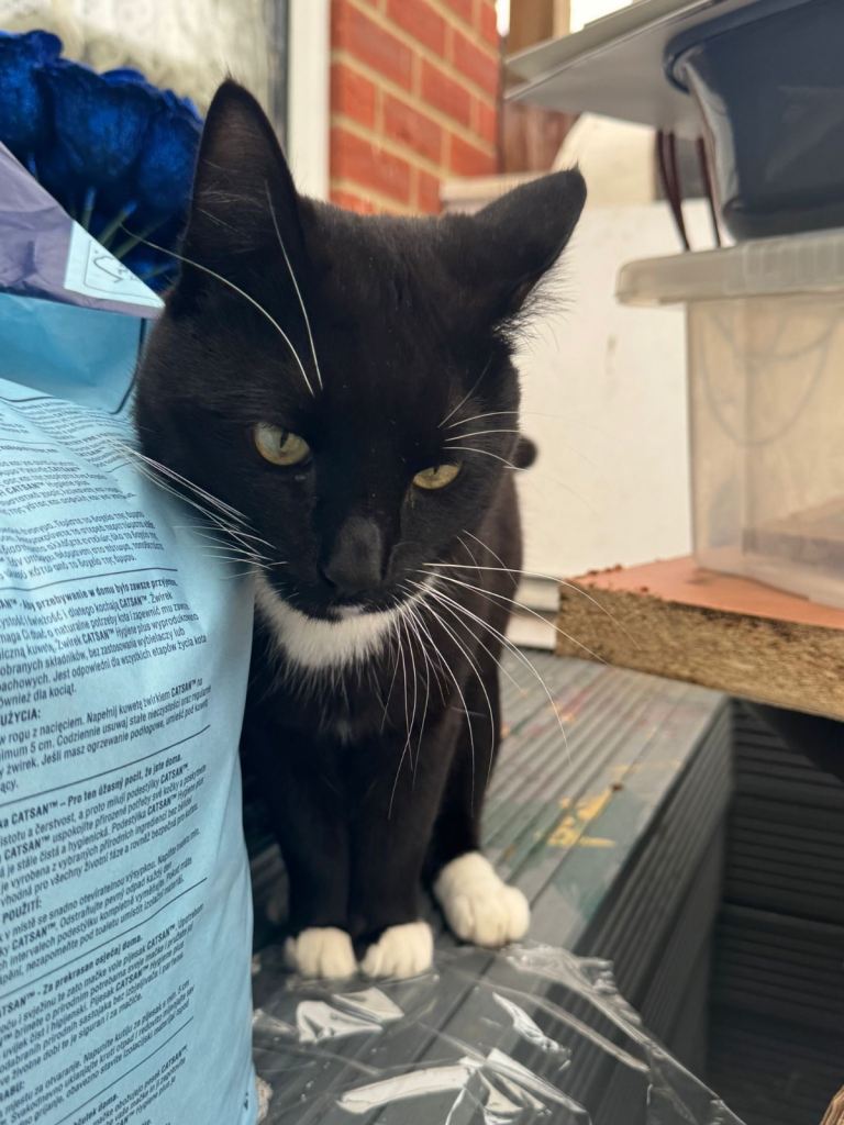 1 year and 3 months old cat for sale 