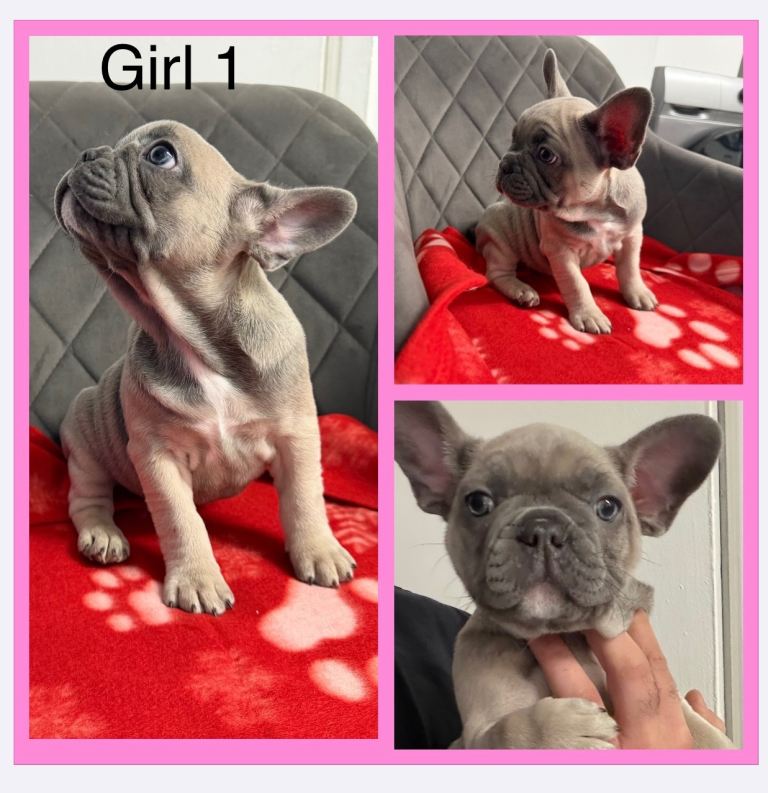 Kc french bulldog pupies Ready to go .