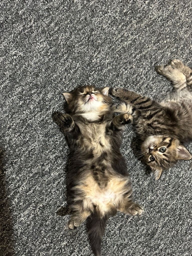 Kitten 