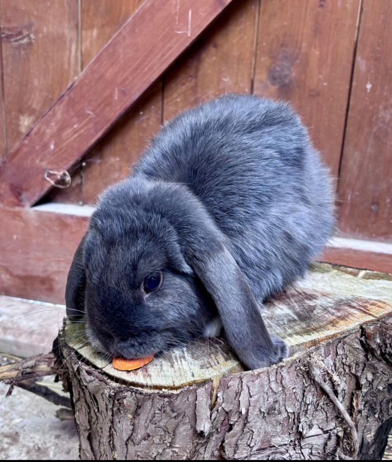 Rabbits 