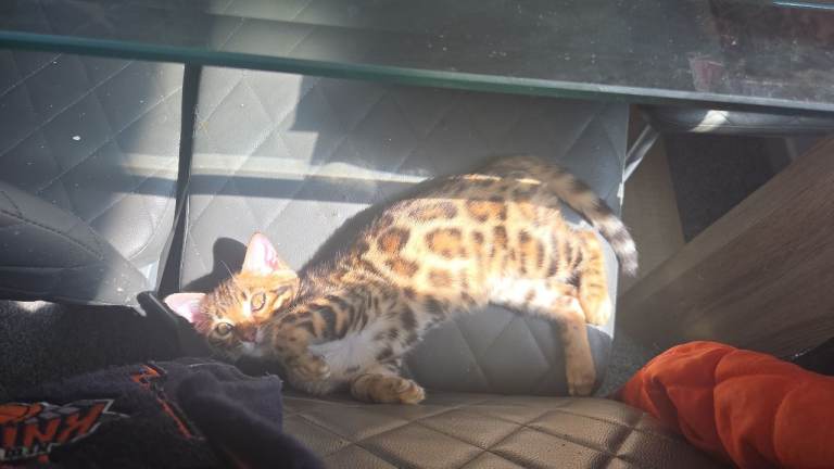 Bengal kitten girl