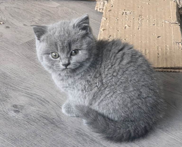 Chunky blue british shorthair kittens
