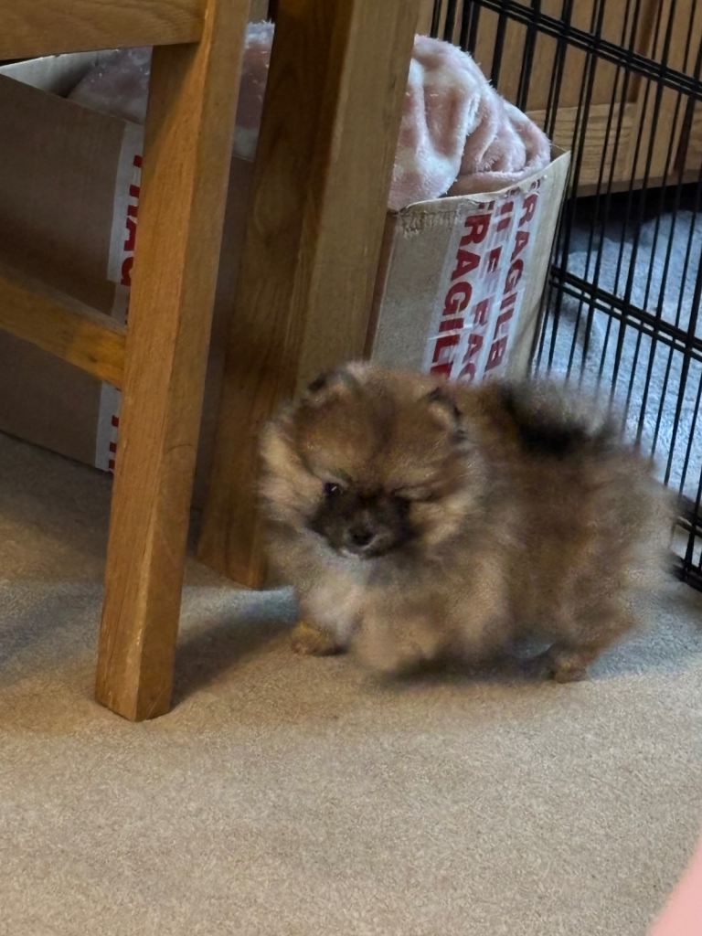Pomeranian puppy For Sale 