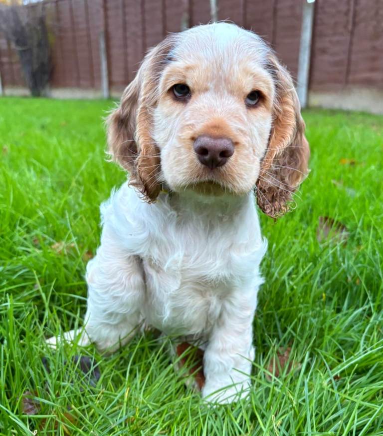 KC Registered show cocker spaniel Simbawood 
