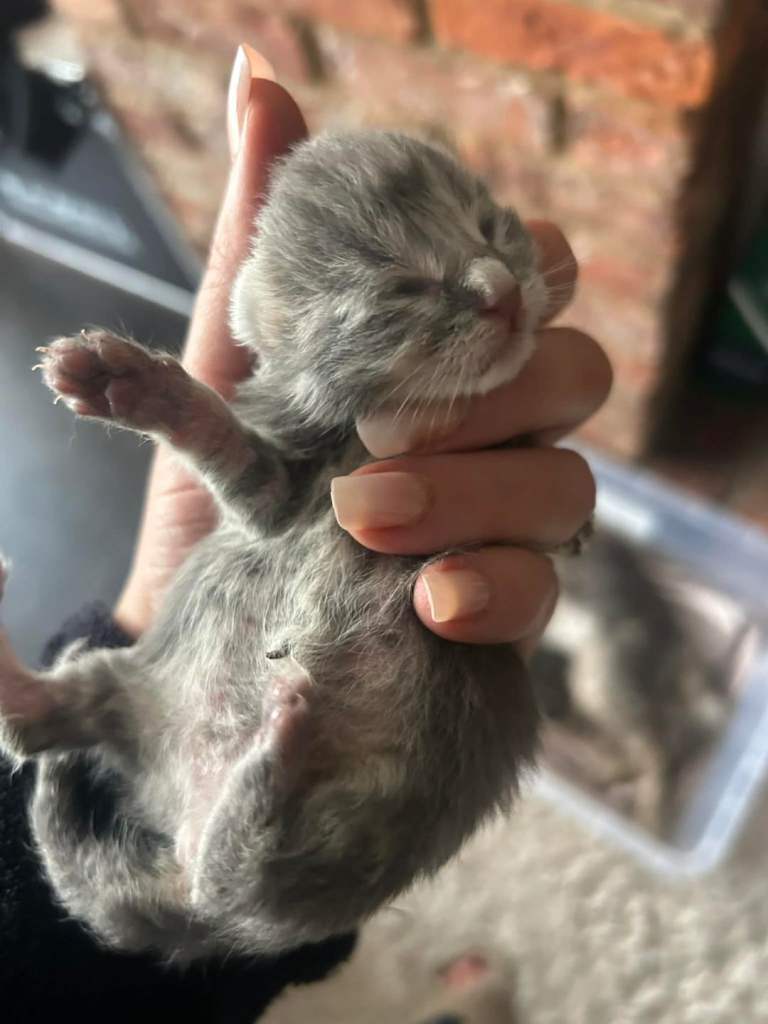 Mainecoon kittens FULL GREY COATS 