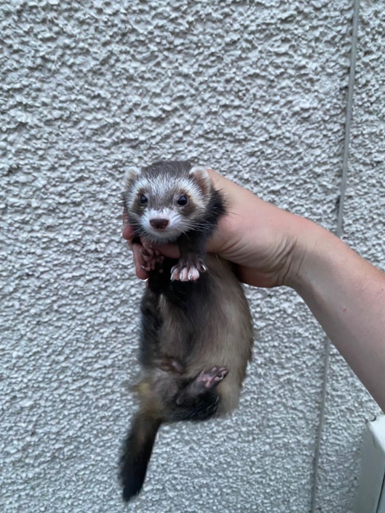Ferret half micro hob 