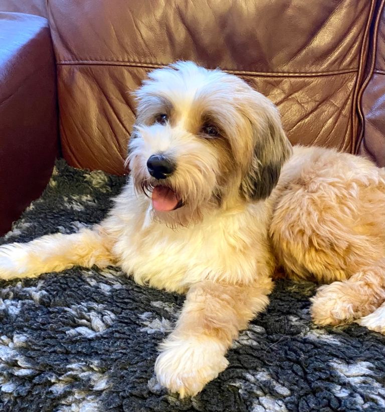 Beautiful female Tibetan terrier 