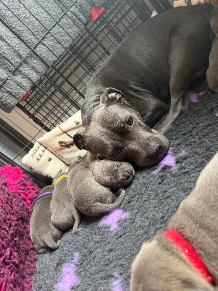 Blue Staffordshire bull terrier puppies