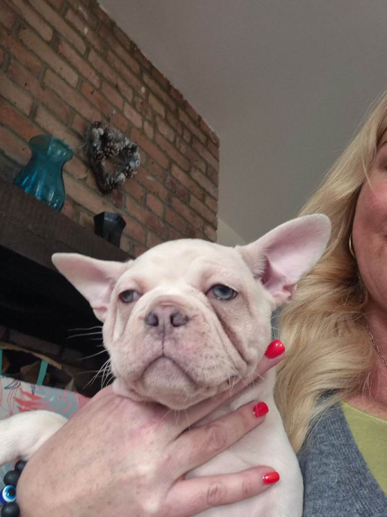 French bull dog puppys ready to go