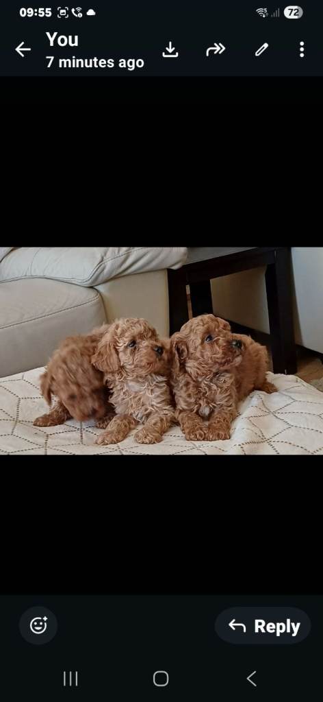 5 Beautiful Poochon pups