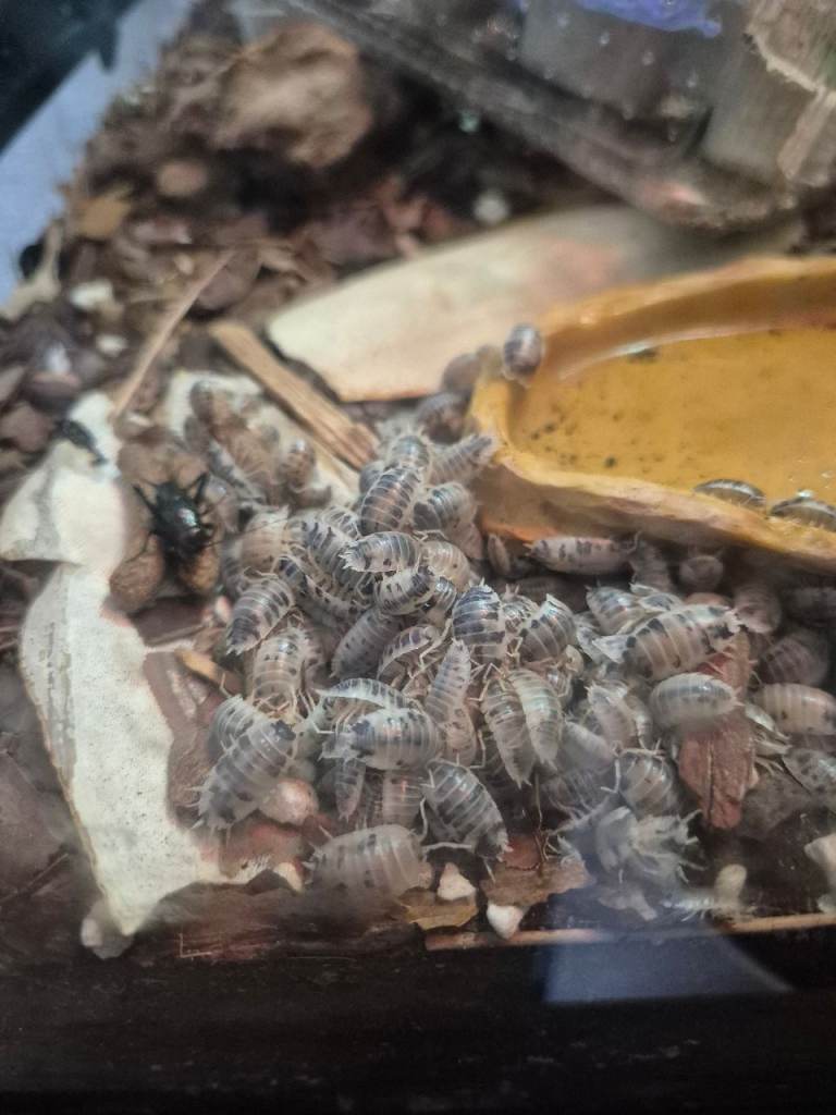 Isopods