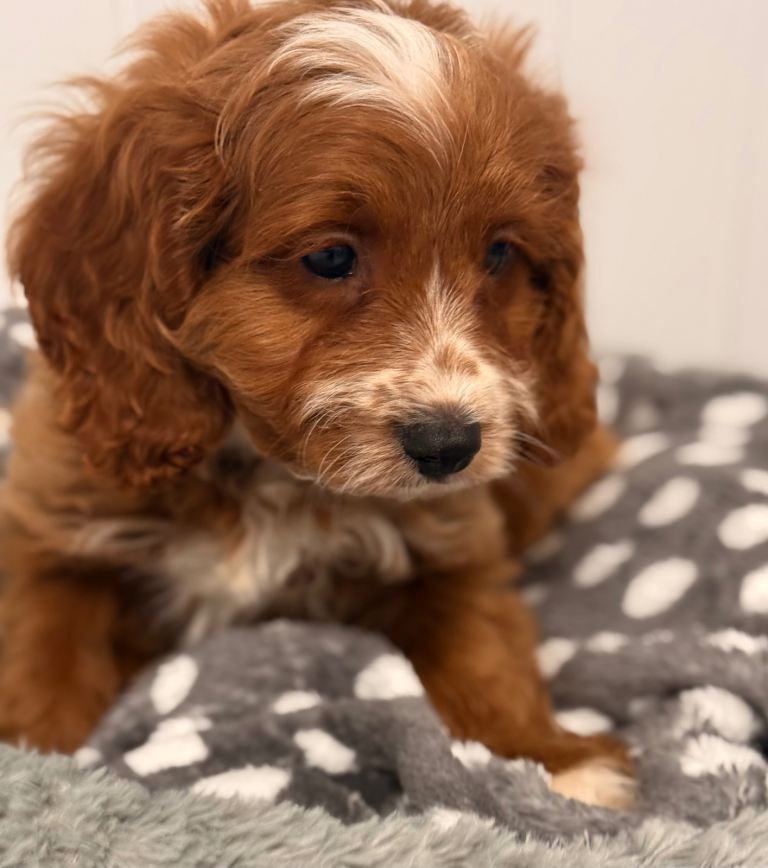F1 Cavapoo Puppies