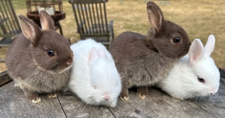8 week old Netherland Dwarf Rabbits