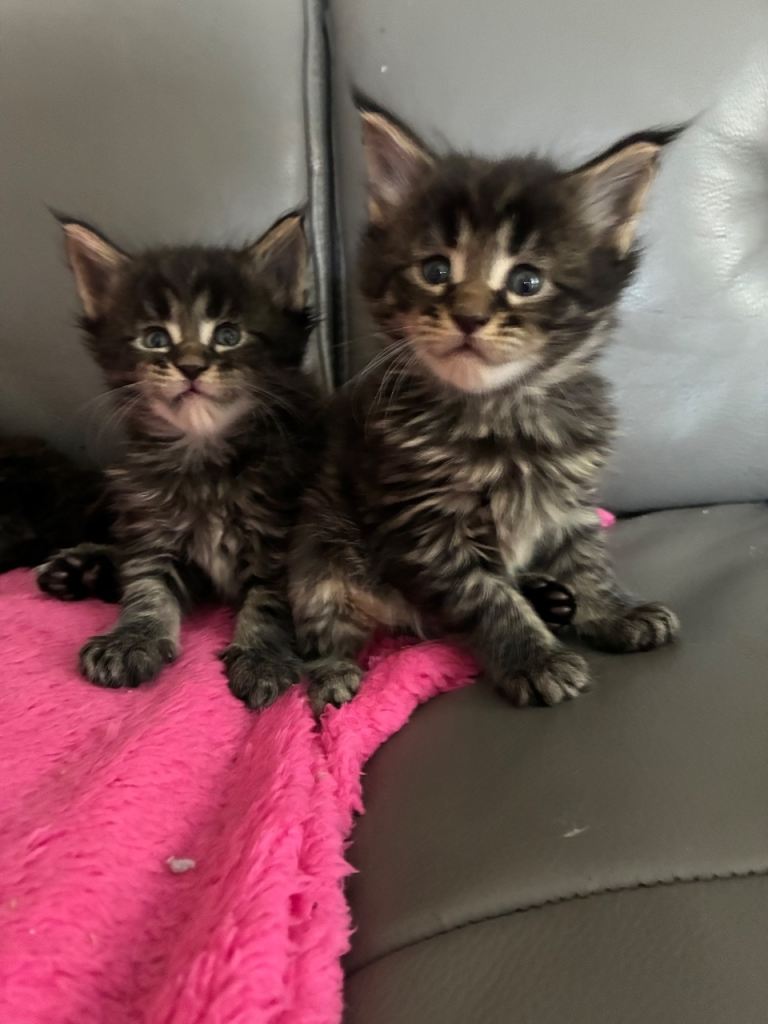 Maine coon kittens 