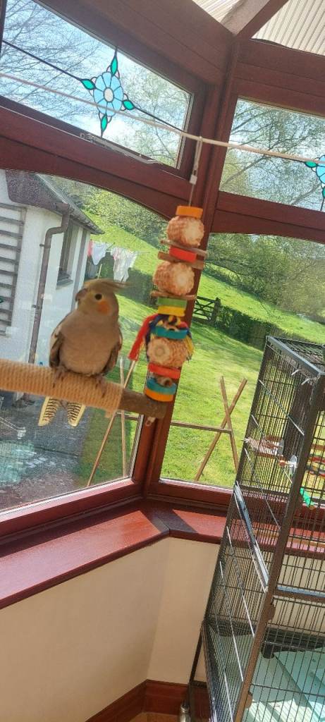 Female cockatiels for sale 